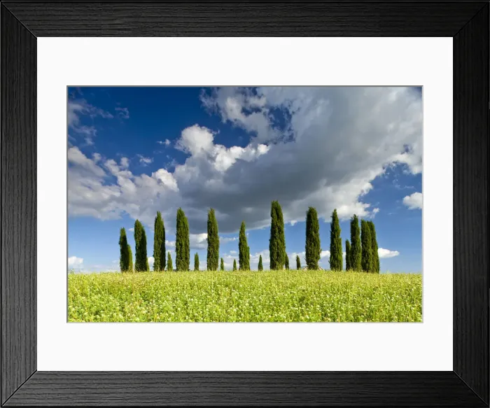 Framed Print : Cypress Trees in Field of Wildfowers, Val d Orcia, Tuscany, Italy Framed Print : Cypress Trees in Field of Wildfowers, Val d Orcia, Tuscany, Italy