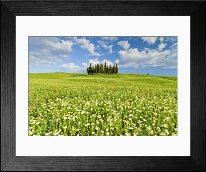 Framed Print : Cypress Trees in Field of Wildfowers, Val d Orcia, Tuscany, Italy Framed Print : Cypress Trees in Field of Wildfowers, Val d Orcia, Tuscany, Italy