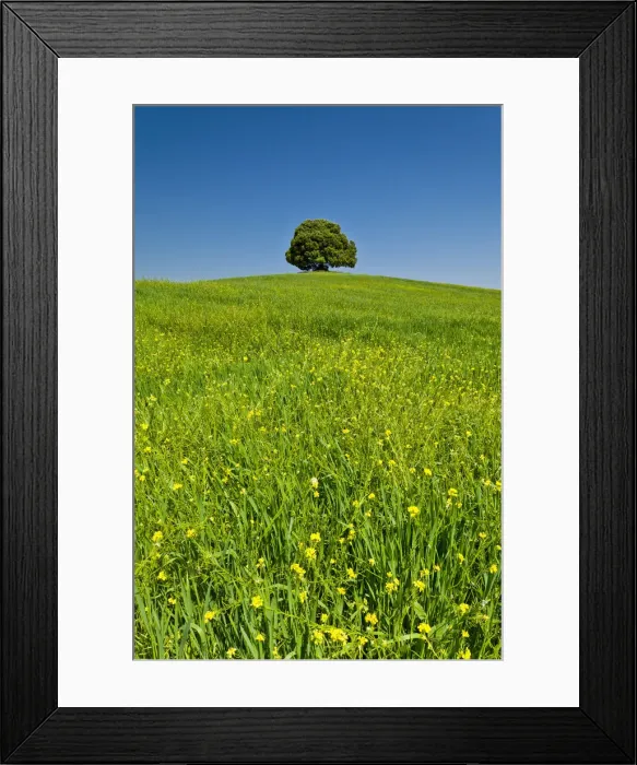 Framed Print : Lone Tree in Meadow, Tuscany, Italy Framed Print : Lone Tree in Meadow, Tuscany, Italy