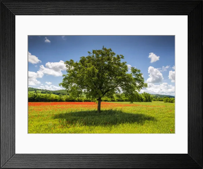 Framed Print : Tree in Poppy Field, near San Giovanni d Asso, Tuscany, Italy