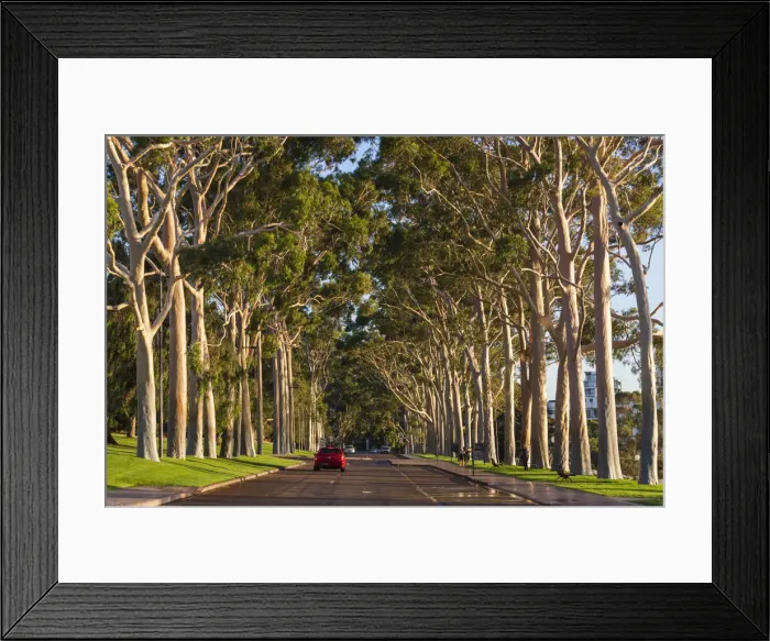 Framed Print : Australia, Western Australia, Perth, Kings Park, Fraser Avenue, trees Framed Print : Australia, Western Australia, Perth, Kings Park, Fraser Avenue, trees