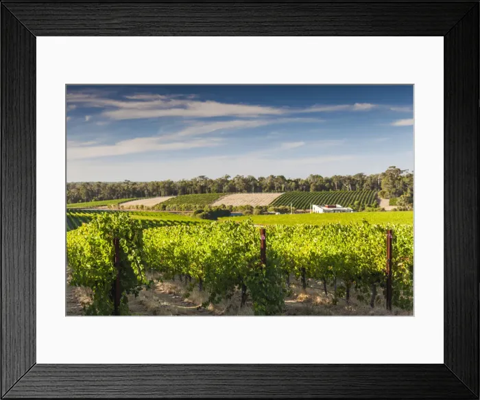 Framed Print : Australia, Western Australia, The Southwest, Margaret River Wine Region, Wilyabrup Framed Print : Australia, Western Australia, The Southwest, Margaret River Wine Region, Wilyabrup