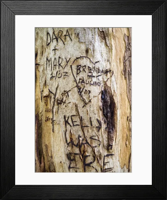 Framed Print : Graffiti on Red Tingle Tree, nr Pemberton, Western Australia Framed Print : Graffiti on Red Tingle Tree, nr Pemberton, Western Australia