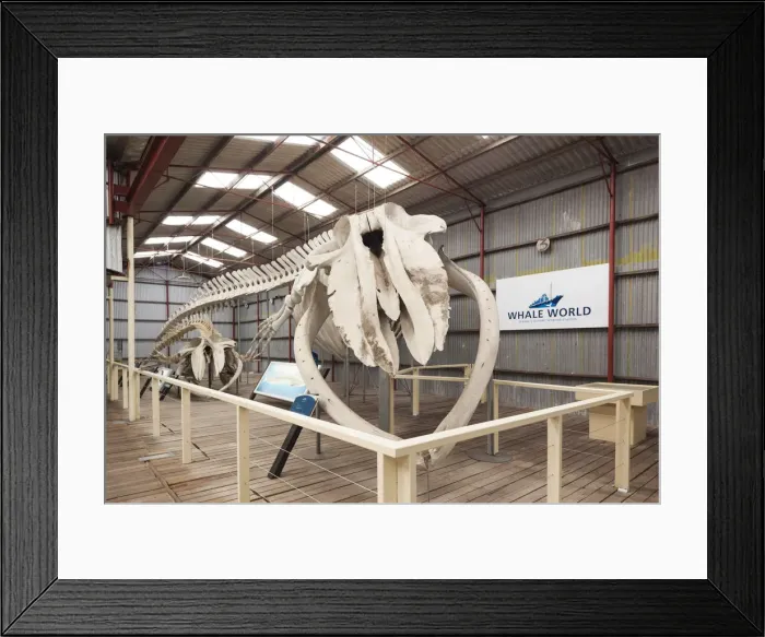 Framed Print : Australia, Western Australia, The Southwest, Albany, Whale World, former Whaling Station Framed Print : Australia, Western Australia, The Southwest, Albany, Whale World, former Whaling Station