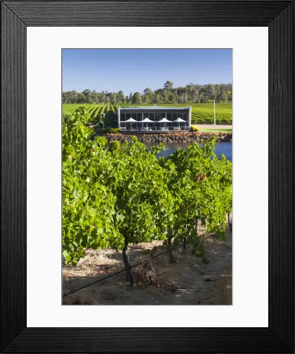 Framed Print : Australia, Western Australia, The Southwest, Margaret River Wine Region, Wilyabrup Framed Print : Australia, Western Australia, The Southwest, Margaret River Wine Region, Wilyabrup