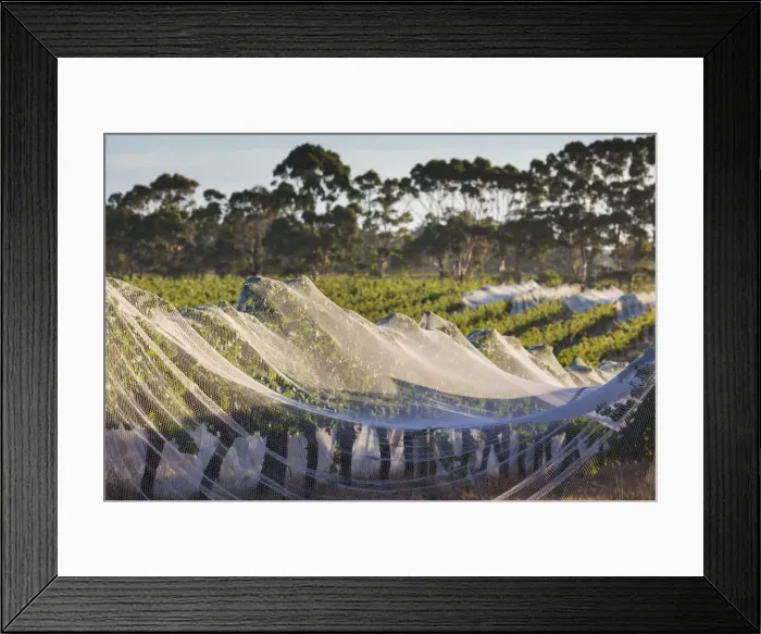 Framed Print : Australia, Western Australia, The Southwest, Margaret River Wine Region, Margaret River Framed Print : Australia, Western Australia, The Southwest, Margaret River Wine Region, Margaret River