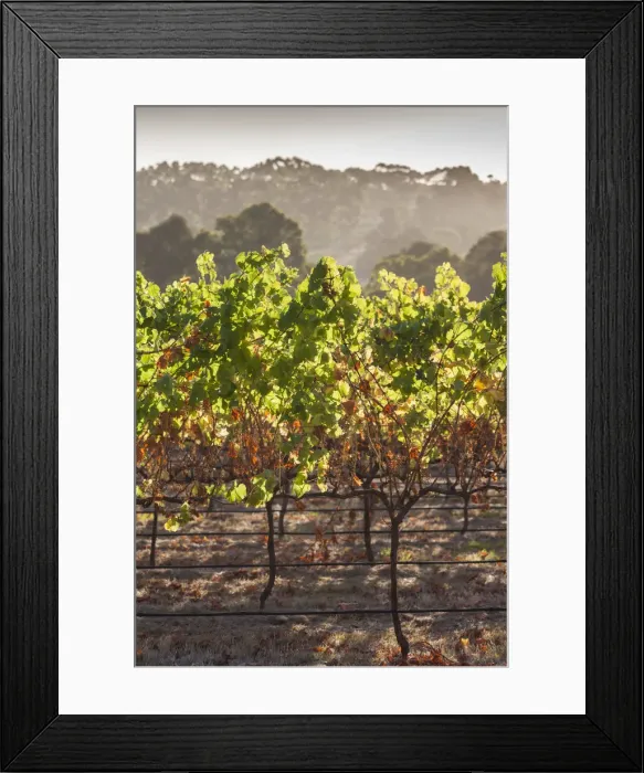 Framed Print : Australia, Western Australia, The Southwest, Margaret River Wine Region, Margaret River Framed Print : Australia, Western Australia, The Southwest, Margaret River Wine Region, Margaret River