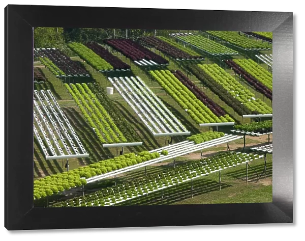 Australia, Queensland, Sunshine Coast, Pomona, Terraced Fields of Macrobiotic Farm