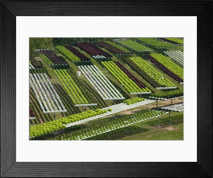Framed Print : Australia, Queensland, Sunshine Coast, Pomona, Terraced Fields of Macrobiotic Farm Framed Print : Australia, Queensland, Sunshine Coast, Pomona, Terraced Fields of Macrobiotic Farm