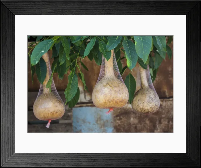 Framed Print : Armenia, Areni, wine gourds