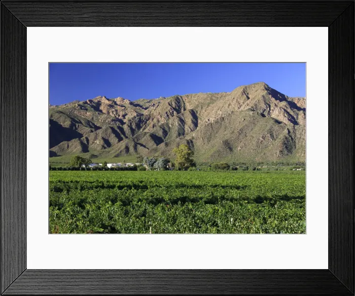 Framed Print : Argentina, Salta, Cafayate, Torrontes Grape Wineries Framed Print : Argentina, Salta, Cafayate, Torrontes Grape Wineries