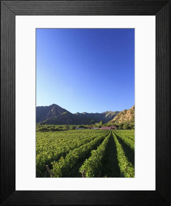 Framed Print : Argentina, Salta, Cafayate, Torrontes Grape Wineries at Finca de Las Nubes (Bodega Framed Print : Argentina, Salta, Cafayate, Torrontes Grape Wineries at Finca de Las Nubes (Bodega