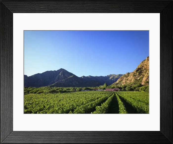 Framed Print : Argentina, Salta, Cafayate, Torrontes Grape Wineries at Finca de Las Nubes (Bodega