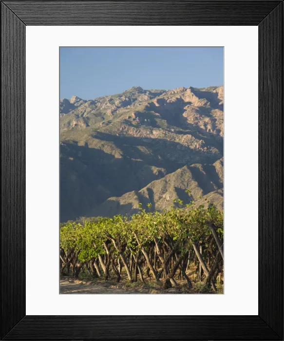 Framed Print : Argentina, Salta Province, Valles Calchaquies, Cafayate, vineyard view, morning