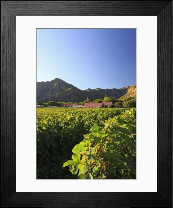Framed Print : Argentina, Salta, Cafayate, Torrontes Grape Wineries at Finca de Las Nubes (Bodega Framed Print : Argentina, Salta, Cafayate, Torrontes Grape Wineries at Finca de Las Nubes (Bodega