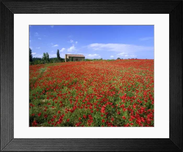 Framed Print : Villa in Field of Poppies, Tuscany, Italy Framed Print : Villa in Field of Poppies, Tuscany, Italy