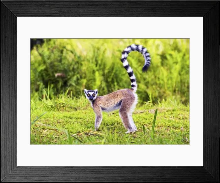 Framed Print : Ring-tailed lemur (Lemur catta), Madagascar Framed Print : Ring-tailed lemur (Lemur catta), Madagascar