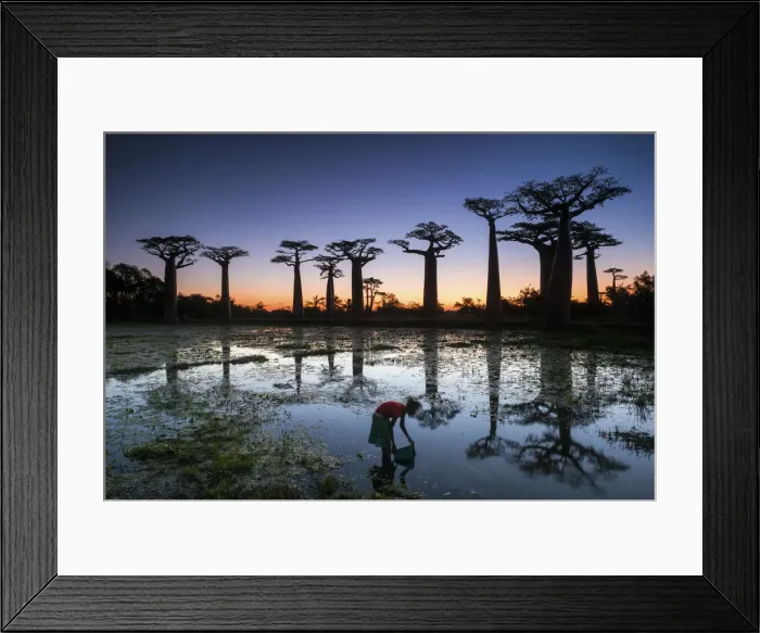 Framed Print : Girl Gathering Water with Baobab Trees at Sunset (UNESCO World Heritage site), Madagascar Framed Print : Girl Gathering Water with Baobab Trees at Sunset (UNESCO World Heritage site), Madagascar
