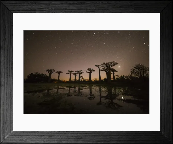 Framed Print : Star-filled Sky over Baobab Trees, (UNESCO World Heritage site), Madagascar Framed Print : Star-filled Sky over Baobab Trees, (UNESCO World Heritage site), Madagascar