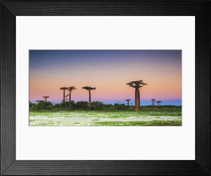 Framed Print : Baobab Trees at Dusk (UNESCO World Heritage site), Madgascar Framed Print : Baobab Trees at Dusk (UNESCO World Heritage site), Madgascar