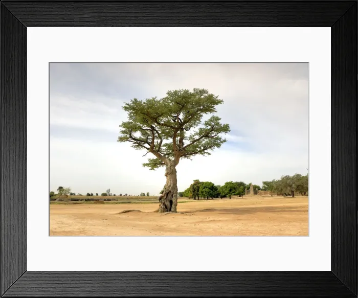 Framed Print : Sacred tree in Segou, Mali, West Africa Framed Print : Sacred tree in Segou, Mali, West Africa