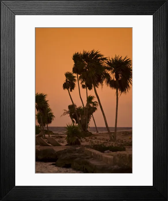 Framed Print : Playa del Carmen, Mexico. A sunset shot of palm trees swaying in the breeze