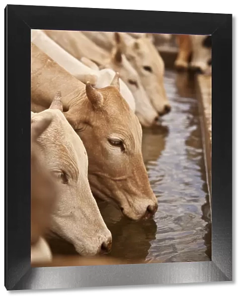 North of Merti, Northern Kenya. Cows drink at a northern watering hole
