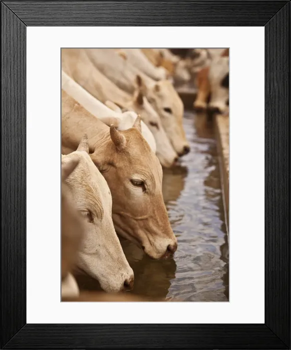 Framed Print : North of Merti, Northern Kenya. Cows drink at a northern watering hole Framed Print : North of Merti, Northern Kenya. Cows drink at a northern watering hole