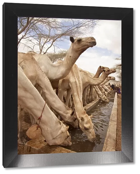 North of Merti, Northern Kenya. Camels drink at a northern watering hole