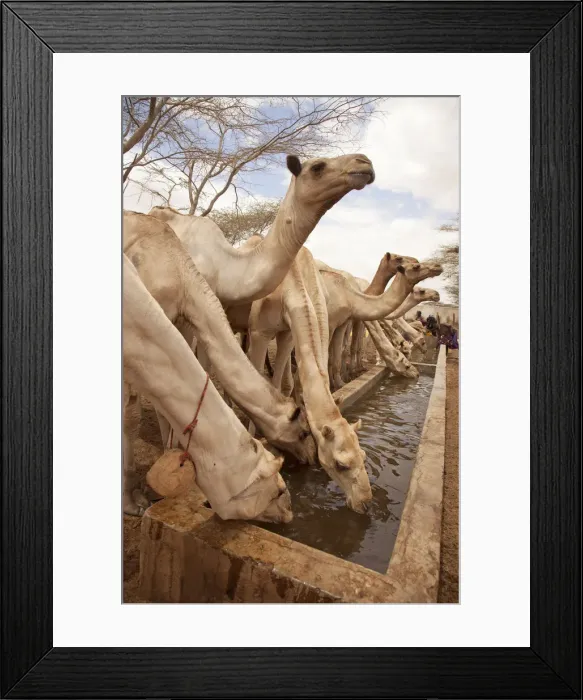 Framed Print : North of Merti, Northern Kenya. Camels drink at a northern watering hole Framed Print : North of Merti, Northern Kenya. Camels drink at a northern watering hole