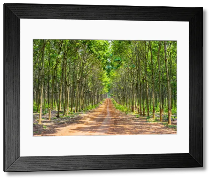 Framed Print : Dirt road through a rubber tree (Hevea brasiliensis) plantation on the Bolaven Plateau Framed Print : Dirt road through a rubber tree (Hevea brasiliensis) plantation on the Bolaven Plateau