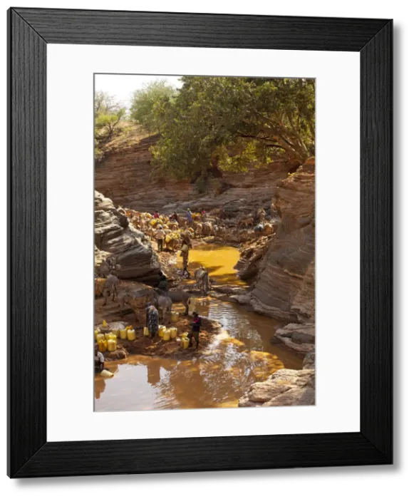 Framed Print : Isiolo, Northern Kenya. Donkeys are loaded up with water at a drying up river bed Framed Print : Isiolo, Northern Kenya. Donkeys are loaded up with water at a drying up river bed