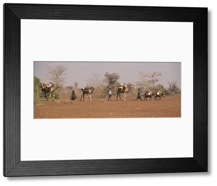 Framed Print : Merti, Northern Kenya. A nomadic Somali family migrates to find new grazing in drought Framed Print : Merti, Northern Kenya. A nomadic Somali family migrates to find new grazing in drought