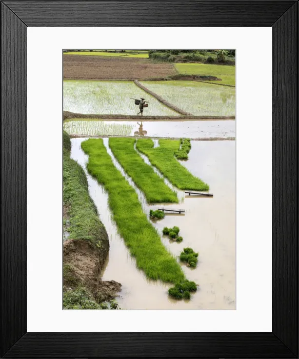 Framed Print : A farmer carries baskets of rice plants ready to plant, Luang Prabang Province, Laos Framed Print : A farmer carries baskets of rice plants ready to plant, Luang Prabang Province, Laos