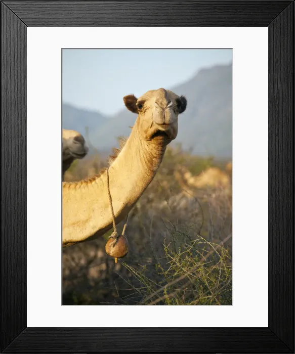Framed Print : Isiolo, Northern Kenya. A camel with a traditional carved bell in a traditional Somali Framed Print : Isiolo, Northern Kenya. A camel with a traditional carved bell in a traditional Somali