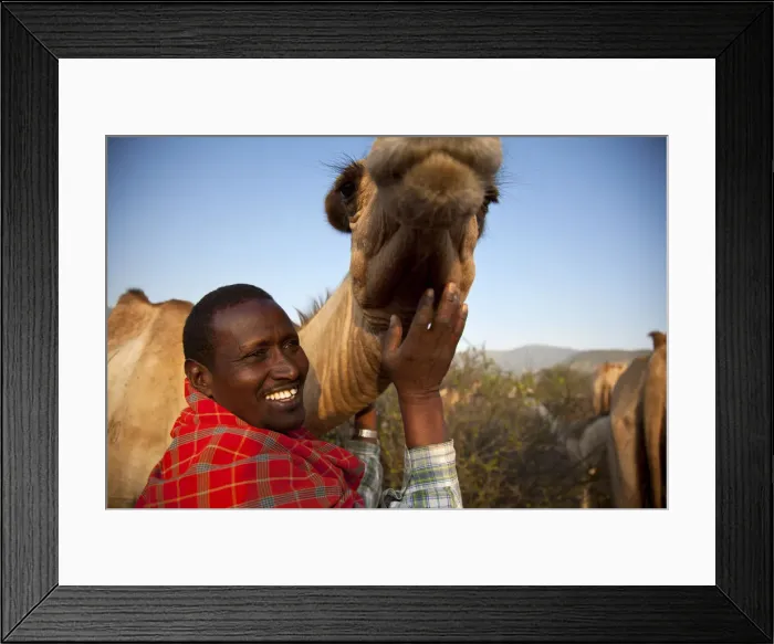 Framed Print : Isiolo, Northern Kenya. A traditional Somali pastoralist with a camel in his Boma Framed Print : Isiolo, Northern Kenya. A traditional Somali pastoralist with a camel in his Boma
