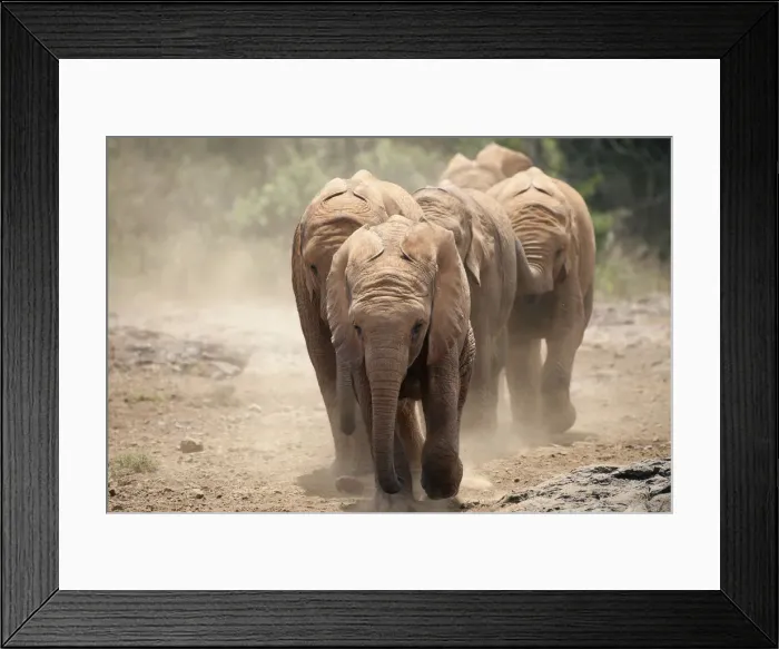 Framed Print : Baby elephants at the David Sheldrick elephant sanctuary in Nairobi Kenya Framed Print : Baby elephants at the David Sheldrick elephant sanctuary in Nairobi Kenya