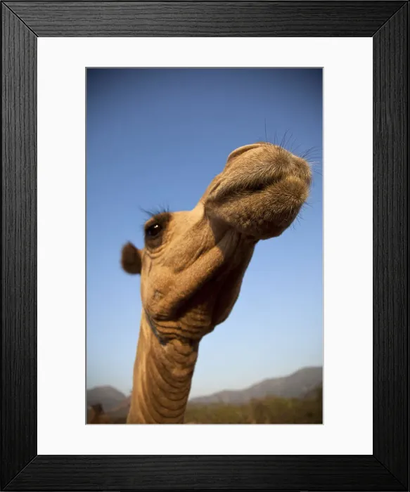Framed Print : Isiolo, Northern Kenya. A camel in a traditional Somali Boma Framed Print : Isiolo, Northern Kenya. A camel in a traditional Somali Boma