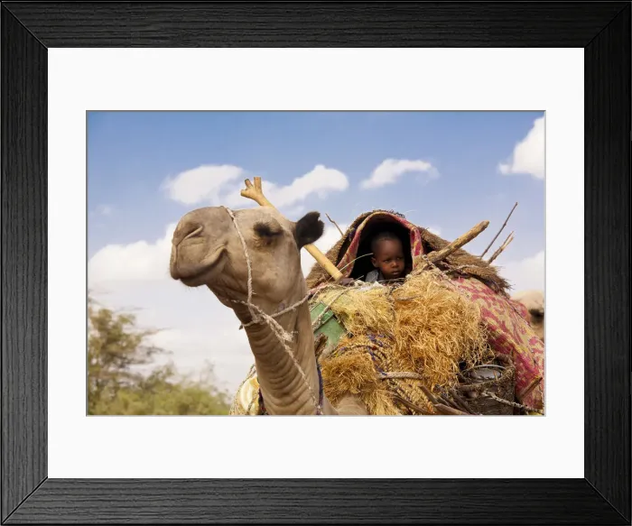 Framed Print : Merti, Northern Kenya. A child on top of a camel as a nomadic family migrates Framed Print : Merti, Northern Kenya. A child on top of a camel as a nomadic family migrates
