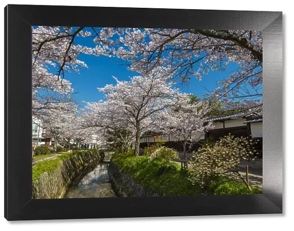 Blooming cherry trees in springtime along the Tetsugaku-no-Michi or Path of Philosophy