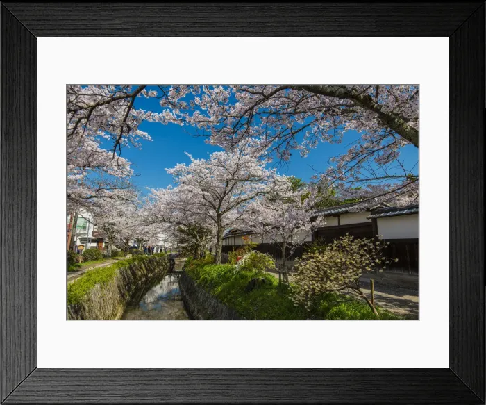 Framed Print : Blooming cherry trees in springtime along the Tetsugaku-no-Michi or Path of Philosophy Framed Print : Blooming cherry trees in springtime along the Tetsugaku-no-Michi or Path of Philosophy