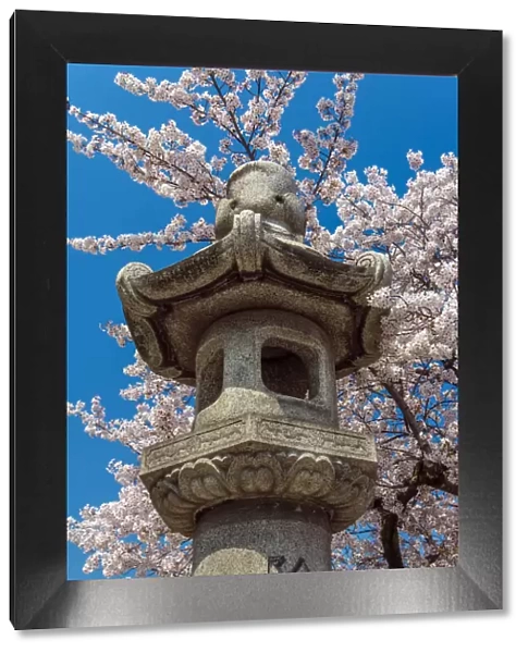Japanese Granite Lantern with blooming cherry tree behind, Kyoto, Japan