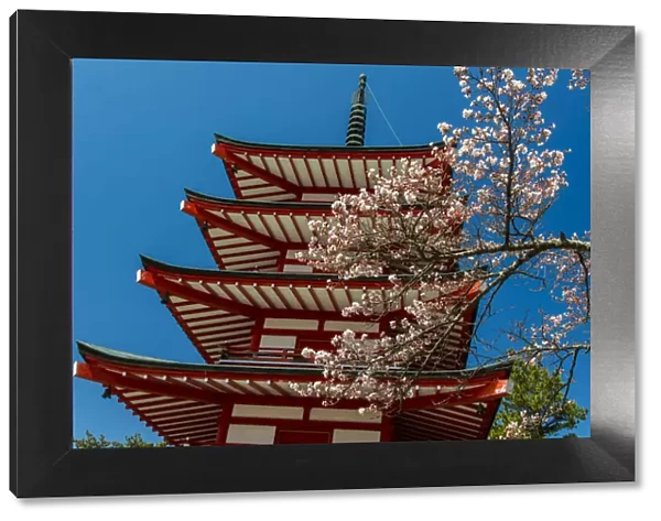 Chureito pagoda with blooming cherry tree, Fujiyoshida, Yamanashi Prefecture, Japan