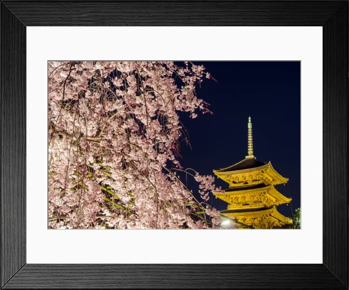 Framed Print : Blooming cherry tree illuminated at night with pagoda of Toji Temple behind, Kyoto, Japan Framed Print : Blooming cherry tree illuminated at night with pagoda of Toji Temple behind, Kyoto, Japan
