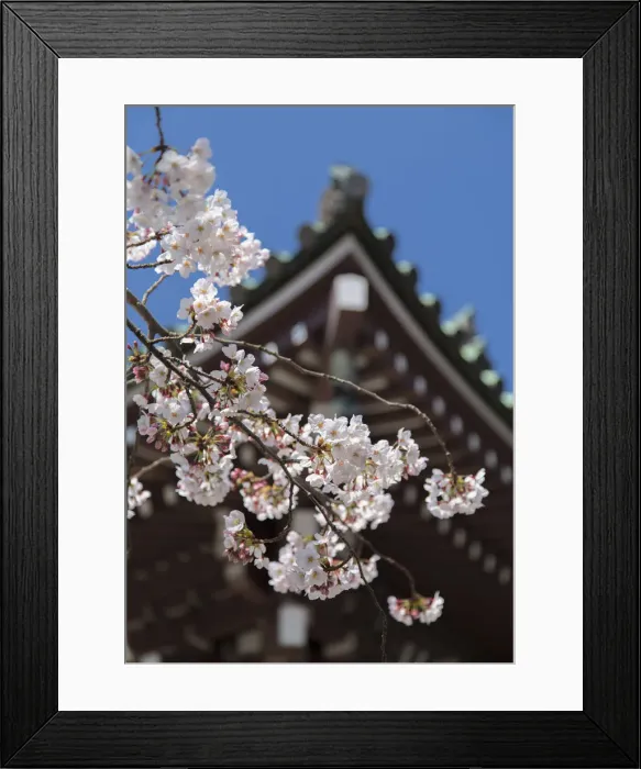 Framed Print : Cherry blossom at Tocho-ji Temple, Fukuoka, Kyushu, Japan Framed Print : Cherry blossom at Tocho-ji Temple, Fukuoka, Kyushu, Japan