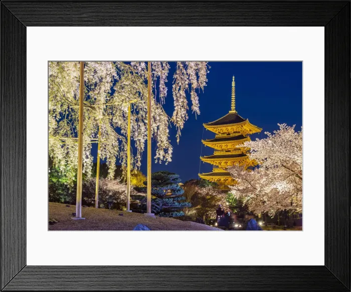 Framed Print : Blooming cherry tree illuminated at night with pagoda of Toji Temple behind, Kyoto, Japan Framed Print : Blooming cherry tree illuminated at night with pagoda of Toji Temple behind, Kyoto, Japan