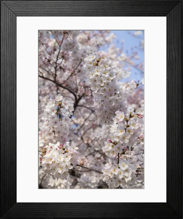 Framed Print : Cherry blossom at Tocho-ji Temple, Fukuoka, Kyushu, Japan Framed Print : Cherry blossom at Tocho-ji Temple, Fukuoka, Kyushu, Japan