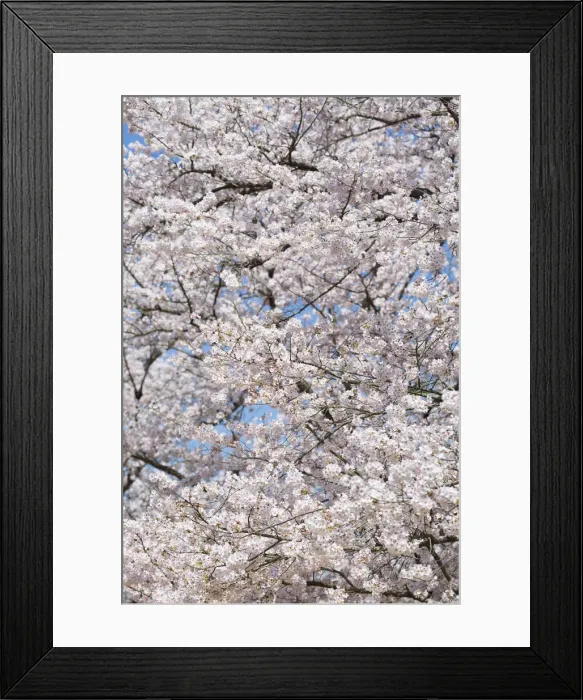 Framed Print : Cherry trees in blossom in Koraku-en Garden, Okayama, Okayama Prefecture, Japan Framed Print : Cherry trees in blossom in Koraku-en Garden, Okayama, Okayama Prefecture, Japan