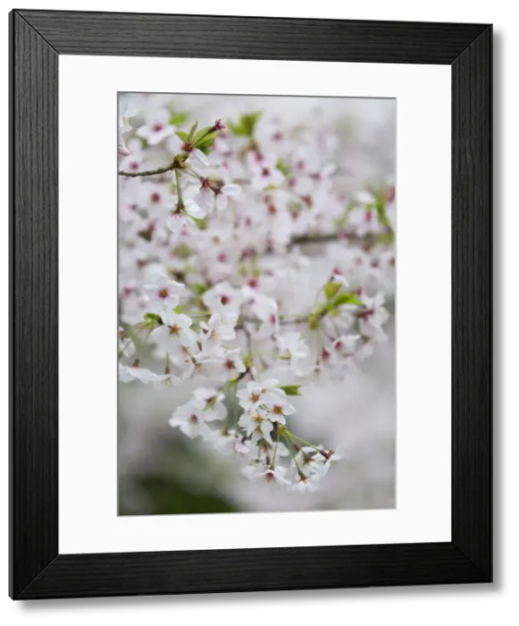 Framed Print : Cherry blossom in Ritsurin-koen, Takamatsu, Shikoku, Japan Framed Print : Cherry blossom in Ritsurin-koen, Takamatsu, Shikoku, Japan