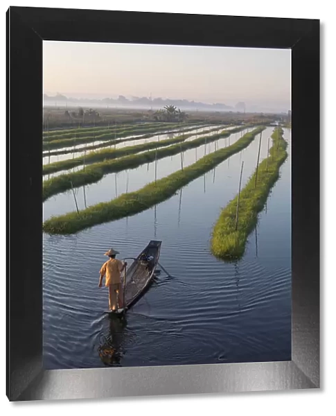 A fisherman rows in the floating gardens on Inle Lake, Shan State, Burma, Myanmar